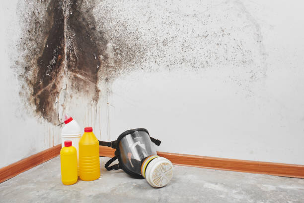 Best Mold Remediation  in Palmyra, WI