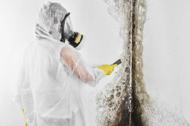 Best Commercial Mold Removal  in Palmyra, WI