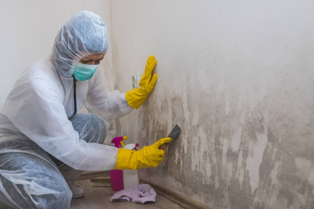 Best Mold Damage Repair  in Palmyra, WI