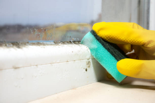 Mold Testing and Removal in Palmyra, WI