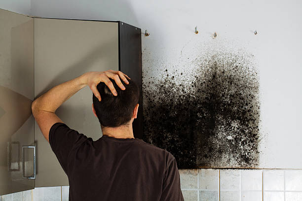 Mold Removal and Inspection in Palmyra, WI