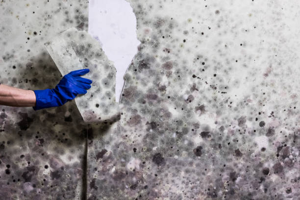 Best Crawl Space Mold Removal  in Palmyra, WI